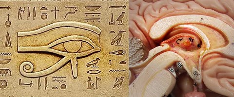 pineal gland and eye of horus